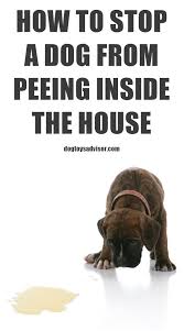 Stop Your Dog From Peeing Inside The House Dogs Peeing In House Dog Pee House Training Dogs