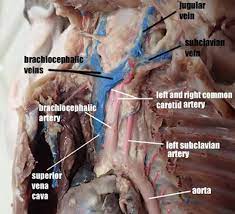 This printable worksheet of arteries and veins of the human body is tagged. Anatomy Physiology