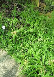 Image result for Cyperus chersinus