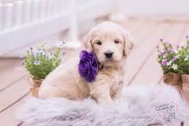 Visit us now to find your dog. Goldendoodle Puppies In Minnesota Mn Top 5 Breeders We Love Doodles