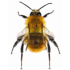Image result for Bombus pascuorum