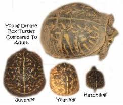 Pin By Beverly Lamazzi On Box Turtles Tortoise Turtle