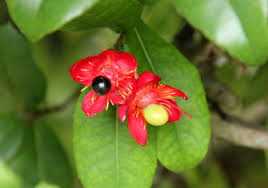 Image result for Ochnaceae