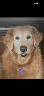 Hi! What is everyone feeding their Goldens? I have a 6 year old male who is  super picky and has all the allergies. I used to have him
