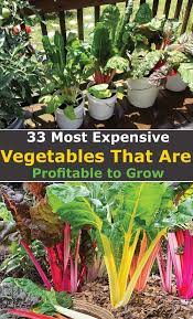 33 High Value Vegetables That Are Profitable To Grow Easy Vegetables To Grow Organic Vegetable Garden Growing Vegetables