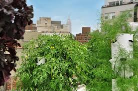 French photographer, charles de vaivre gives us intimate access to 25 of new york city's beautiful rooftop perhaps these rooftop gardens of new york city were built for a similar purpose. Best Rooftop Gardens And Urban Farms In Nyc Including Gallow Green