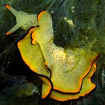 Image result for Isoglossa membranacea