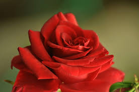 2020 Rose Images Hd In 2020 Beautiful Rose Flowers Beautiful Rose Flowers Images Rose Images Hd