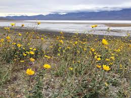 Check spelling or type a new query. Death Valley Links Planeta Com