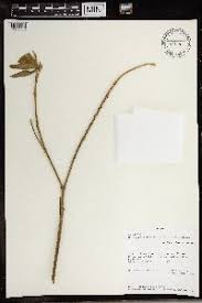 Image result for Crotalaria phylicoides