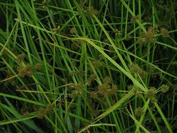 Image result for Cyperus difformis