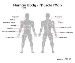 Human body muscles labeled front and back / muscles chart feb 25, 2021muscles diagram front and back below you'll find. Muscles Chart Description Muscular Body Man Stock Vector Illustration Of Deltoids Health 90796905
