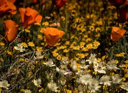 Find the perfect gift or flowers to deliver today! The Desert Promise Of Blooms And Superblooms Sierra Club Angeles Chapter