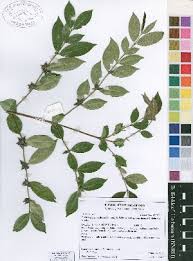 Image result for Cremaspora