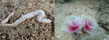 Image result for Polychaeta spp.