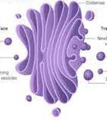 Howstuffworks looks at the differences between them. Edgenuity Cellular Structure And Function Quizizz