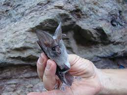 Californicus plays an important role in insect control. Pin By Lea Bishoff On I M Thinking About Bats Again Bat Photos Animals Beautiful Bat