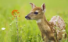 Download beautiful, curated free backgrounds on unsplash. Baby Animal Wallpapers 49 Best Baby Animal Wallpapers And Images On Wallpaperchat
