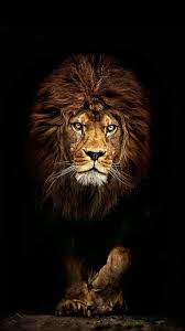 Animal Wallpaper Animal Wallpaper Lion Wallpaper Iphone Lion Artwork