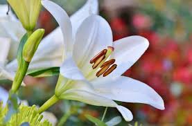 But if god so clothes the grass of the field, which today is alive and tomorrow is thrown into the oven, will he not much more clothe you, o you of little faith? Consider The Lilies Lds Blogs
