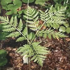 Image result for Botrychium multifidum