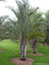 Image result for Dypsis decaryi