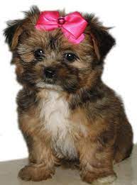 Www Ohpuppylove Com Dog Breeds Morkie Shorkie Maltipoo Poodle Shorkie Puppies Dog Mommy Puppies