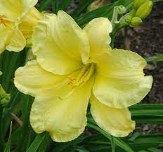 Full shade, partial shade, full shade. Flowers Of Sulphur