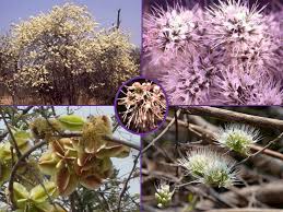 Image result for Combretum mossambicense