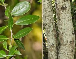 Image result for Olea capensis