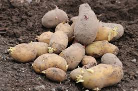 Jetzt fragen ie ich, wann ie kartoffeln ernten ollen, die ie o orgfä. Kartoffelernte Wann Ist Die Beste Zeit Kartoffeln Zu Ernten