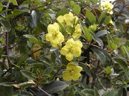 Image result for Sphedamnocarpus pruriens