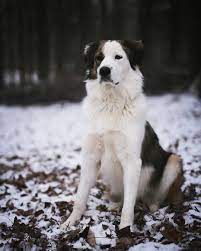 Have started house breaking both parents on. Great Pyrenees Australian Shepard Mix Named Ella Australian Shepherd Australian Shepherd Dogs Working Dogs