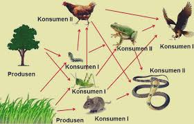 Untuk lebih jelasnya perhatikan gambar pada lampiran. Jaring Jaring Makanan Pengertian Fungsi Dan Contoh