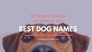 This word means pretty or beautiful in spanish. 500 Best And Brilliant Dog Names That Start With B