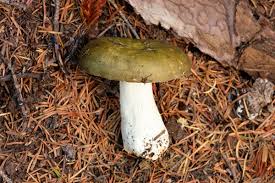 Image result for Russula polyphylla