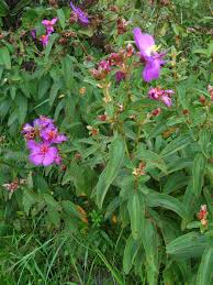 Image result for Dissotis