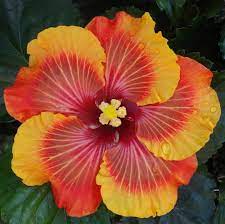 Pin Em Flowers