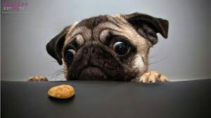 Antalya Estate املاک آنتالیا Adli Kullanicinin عکس های زیبا Panosundaki Pin Pug Pug Kopekler Komik Hayvanlar