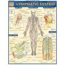 Lymphatic System Study Chart 3 99
