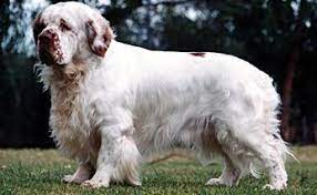 Please check again soon for new, beautiful clumber spaniel. Australian Dog Breeds Gallery Dog Breeds Pedigree
