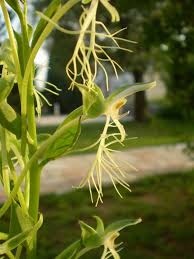 Image result for Habenaria adolphi