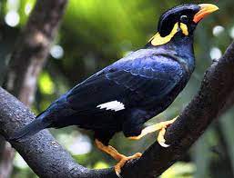 Budaya alam flora dan fauna yang ada di nusantara dapat dikatakan tidak ada tandingannya. 17 Contoh Fauna Indonesia Bagian Barat Ilmugeografi Com