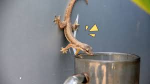 Gambar cicak dan alat pernapasannya, gambar cicak kubing, gambar cicak di dinding, gambar cicak memutuskan ekor, random image. 14 Cara Mengusir Cicak Di Rumah Yang Efektif Untuk Moms Coba Orami