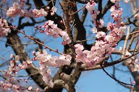 Αποτέλεσμα εικόνας για φεβρουαριος