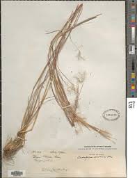 Image result for Andropogon eucomus