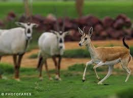 نتيجة بحث الصور عن صور غزلان Animals Goats Kangaroo