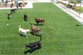 Dog Run Ideas: How To Build A Backyard Dog Kennel