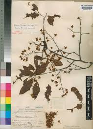 Image result for Trichoscypha lucens