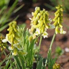 Image result for Eriosema pentaphyllum